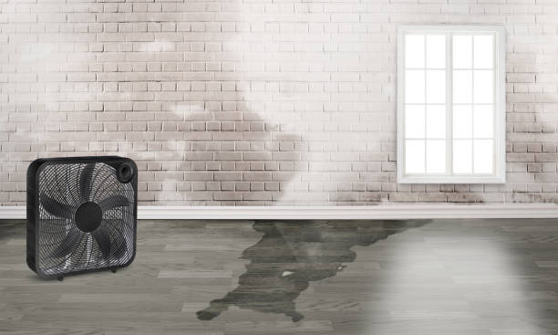 Best Water damage restoration experts  in Rochester, IL